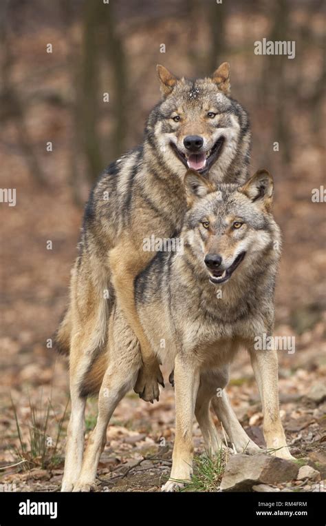 Wolf (Canis lupus) Paar Paarung in Wald, Neuhaus, Niedersachsen ...