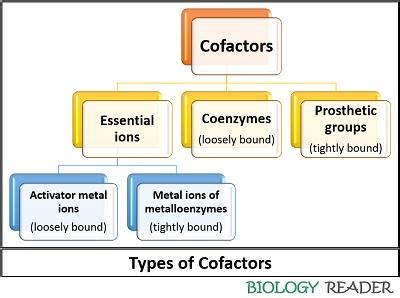 Difference Between Cofactor and Coenzyme (with Comparison Chart ...