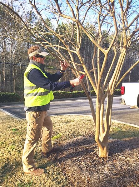 Pruning Crepe Myrtle Trees