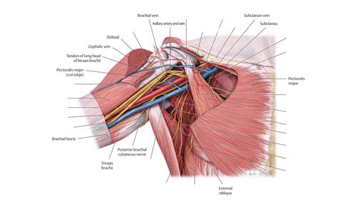 UE neurovascular 2 Diagram | Quizlet