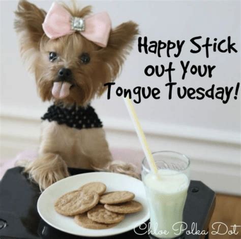 Good Morning & Happy Stick Out Your Tongue Tuesday 😜 | Morning quotes ...