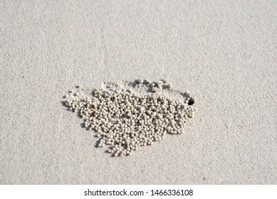 Sand Skin That Has Characteristics Stock Photo (Edit Now) 1466336108