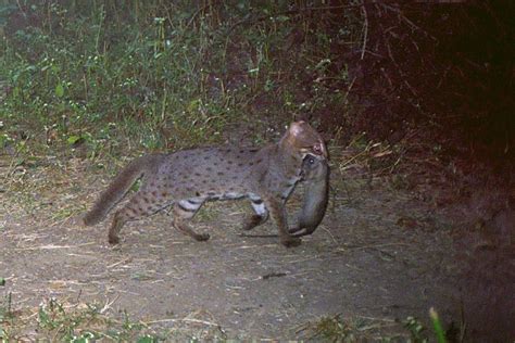 Camera trapping reveals wildlife rarely seen in Pilibhit | Conservation ...