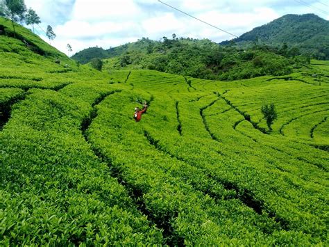 LimaKaki: Inilah Sederetan Lokasi Wisata di Bogor dengan Harga Hemat