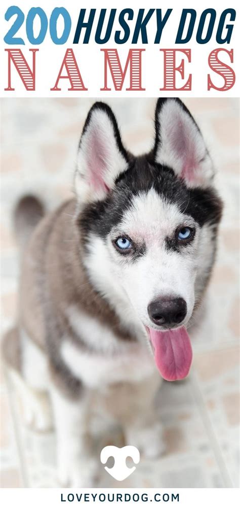 Siberian Husky Dog Names: 200 Different Male & Female Names | Dog names ...