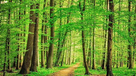 Path through beech tree forest, Thuringia, Germany | Windows Spotlight ...