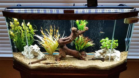 30 Gallon Freshwater Aquarium Setup | Peces de acuario, Diseño de ...