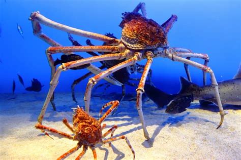 Discovering Astounding Facts About the Largest Japanese Spider Crab ...