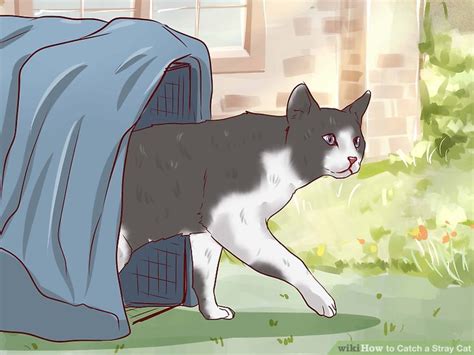 How to Catch a Stray Cat: Luring, Trapping, and More