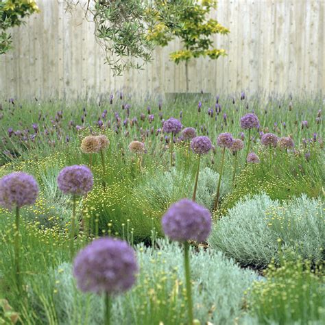 Courtyard Plants | Houzz