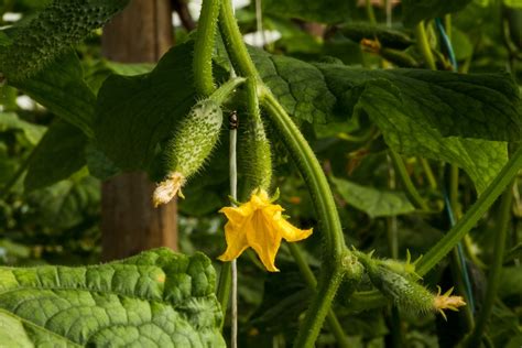 Cucumber Stages » Tips on Understanding Their Growth