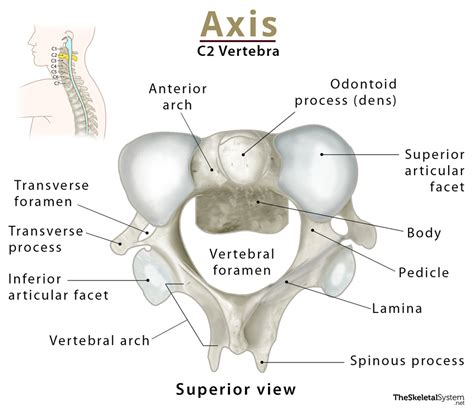 Cervical Vertebrae Labeled Axis