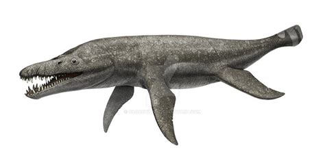 Pliosaurus rossicus by Olorotitan on DeviantArt