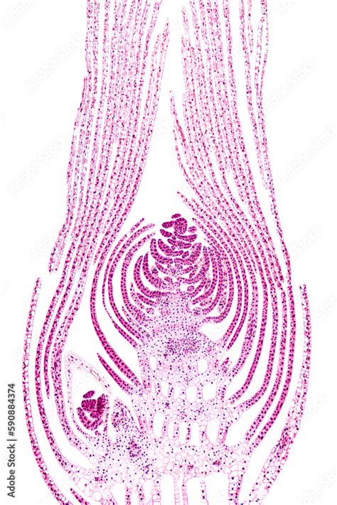 Apical bud of an aquatic plant, longitudinal section through the top of ...