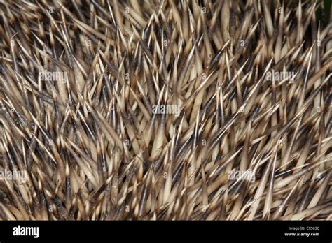 Close up of hedgehog spines Stock Photo - Alamy