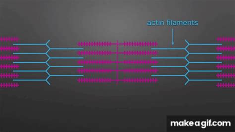 Muscle contraction: Sliding filament model animation for A level ...