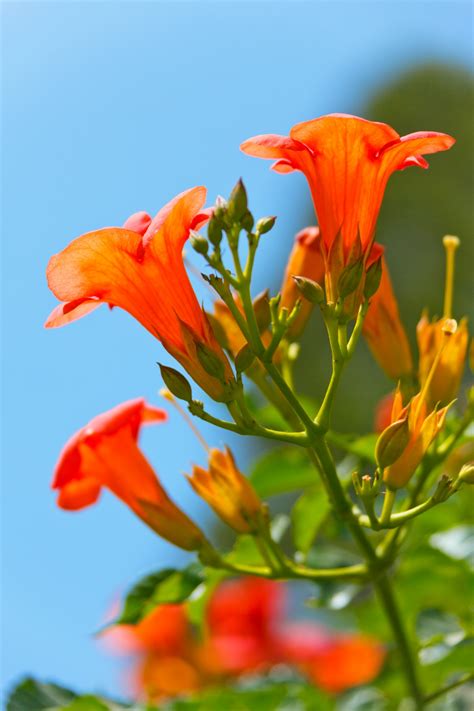 Beautiful Orange Flower Free Stock Photo - Public Domain Pictures