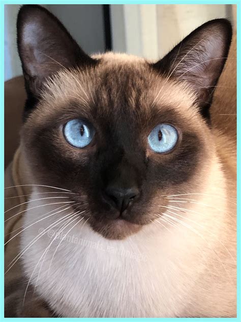 These blue Eyes | Cat breeds siamese, Siamese cats facts, Siamese cats ...