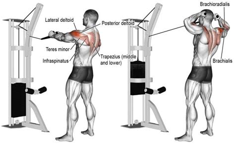 Face Pull Guide: Muscle Worked, Benefits, How-To And Variations ...