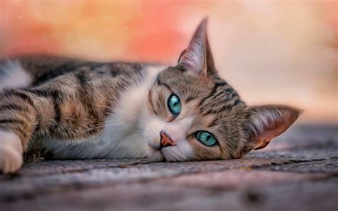 Cat wallpaper ·① Download free stunning backgrounds for desktop and ...