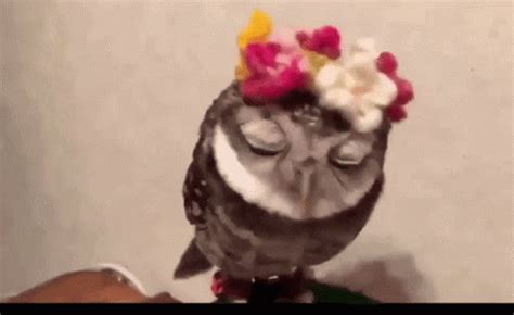 Owl Cute Owl GIF - Owl CuteOwl KawaiiOwl - Discover & Share GIFs | Cute ...