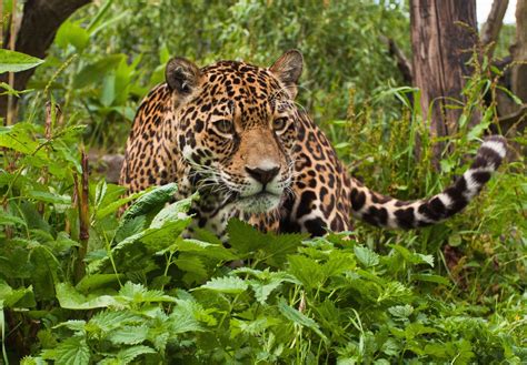 Fondos de pantalla : Jaguar, césped, hojas, escalada, depredador ...