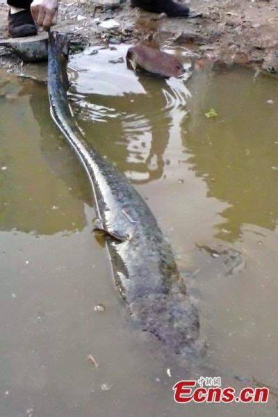 Ikan lele raksasa di temukan di sungai Yangtze ~ China Indonesia ...