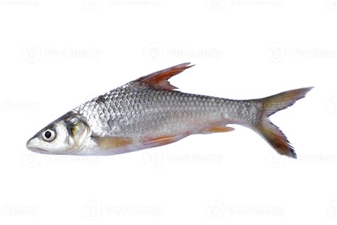 Freshwater fish for cooking isolated on white background. Concept ...