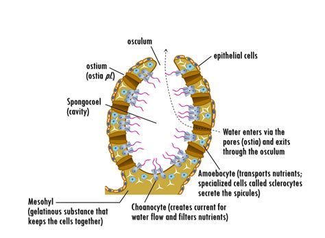 sponge anatomy | OER Commons