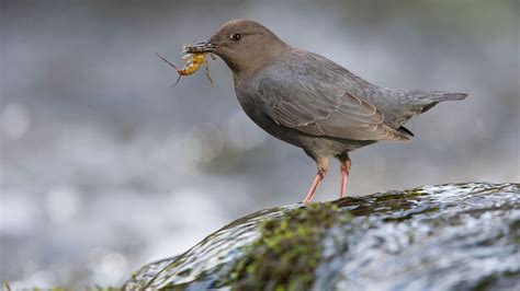 American Dipper | Audubon Field Guide