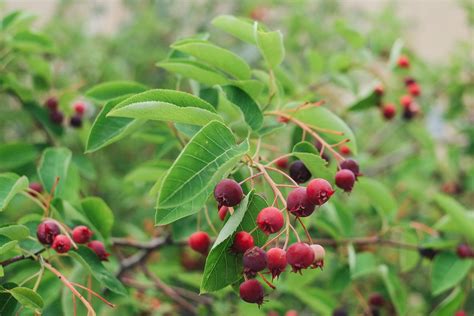 9 Recommended Species of Serviceberry Trees and Shrubs