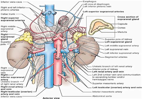 Right and left renal veins are anterior to the renal arteries. Left ...