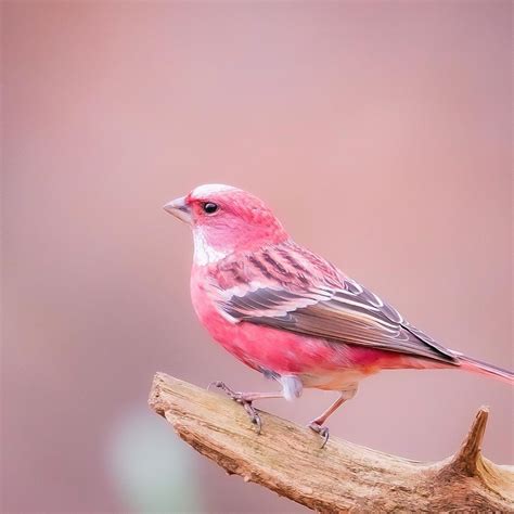 Rosefinches are commonly found in Eurasia and Americas. They are over ...