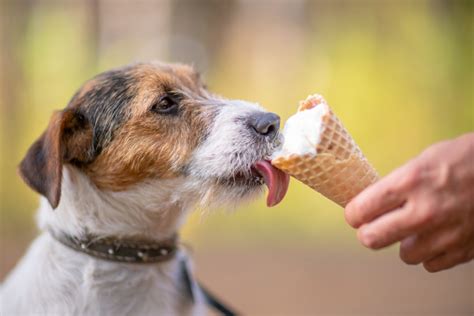 Dog Eating Ice Cream Outdoors - Simplemost