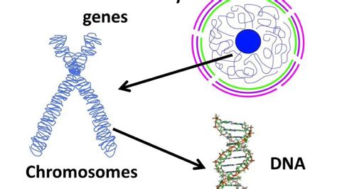 How many pairs of chromosomes are in a human body?