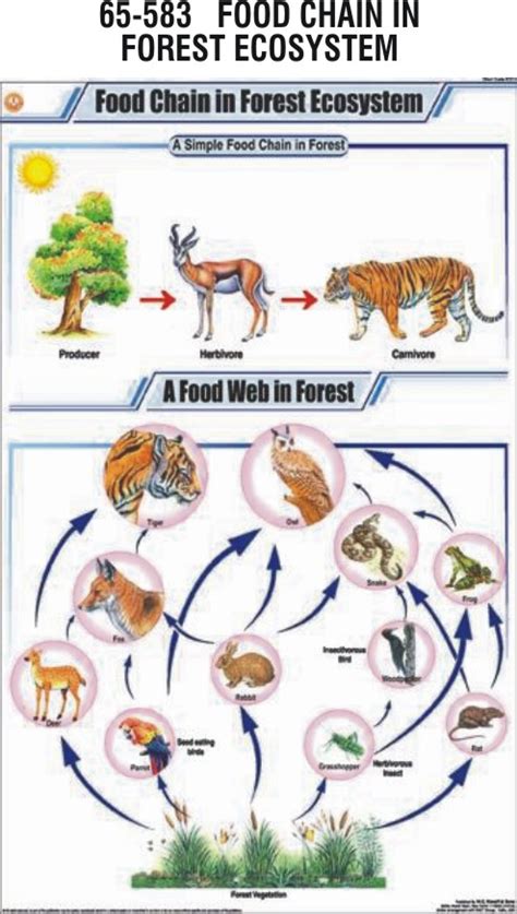 FOOD CHAIN IN FOREST ECOSYSTEM - Hospital Equipment Manufacturing Company