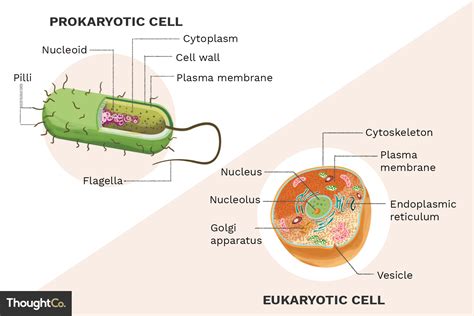 Prokaryotic Cell Structure Vs Eukaryotic Cell Structure