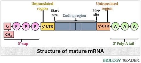 What is Messenger RNA? Definition, Types, Structure & Functions ...