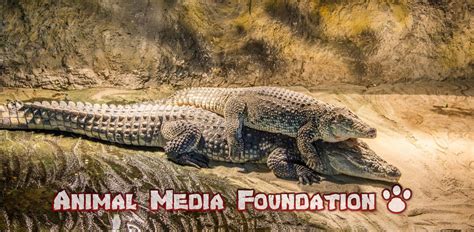 7 Interesting Facts About Philippine Crocodile! - Animal Media Foundation