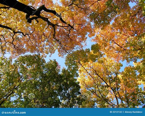 Autumn Forest And Sky Picture. Image: 2212132