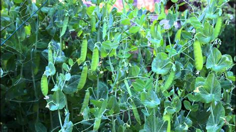 Snow Peas Plant Height - Taka Vegetable