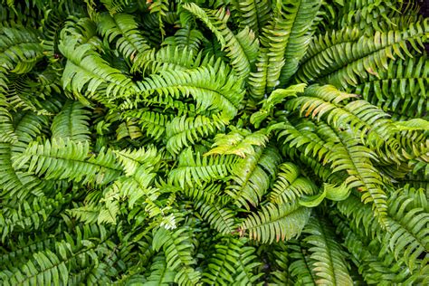 Seven new tropical forest ferns found hiding in plain sight - Earth.com