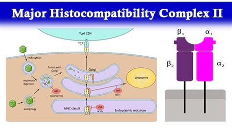 Major Histocompatibility Complex II- Structure, Mechanism and Functions