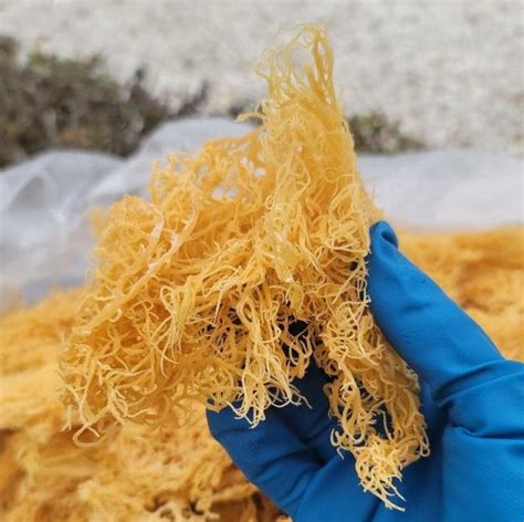 High Quality Natural Gold Dried Irish Sea Moss 4oz |CGI Green