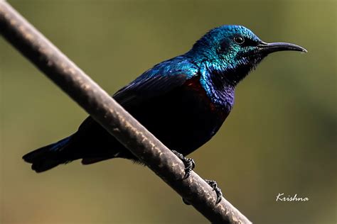 Purple Sunbird - Male | The purple sunbird (Cinnyris asiatic… | Flickr