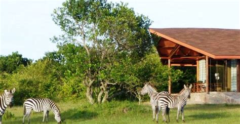 Mara Simba Lodge is a luxury - luxuy accommdation in masai mara