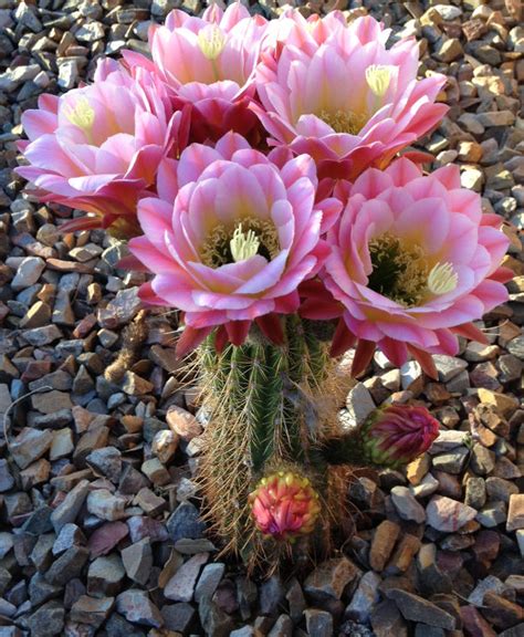 Arizona cactus flowers bloom