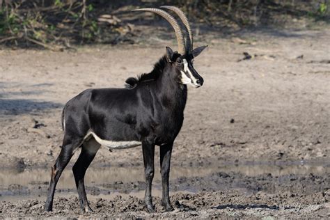 Sable Antelope: The National Animal of Zimbabwe