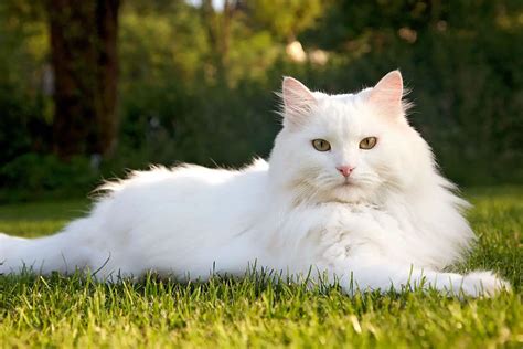 Siberian Cat: Breed Profile, Features, Behavior, Color, and Health