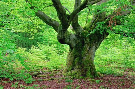 Beech tree | Alte bücher, Alte bäume, Lavendel pflanzen